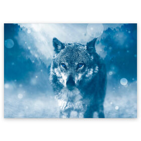 Поздравительная открытка с принтом Волк в Петрозаводске, 100% бумага | плотность бумаги 280 г/м2, матовая, на обратной стороне линовка и место для марки
 | Тематика изображения на принте: animal | animals | big bad wolf | eyes | nature | predator | snow | wolf | волк | глаза | звери | зверь | природа | снег | хищник