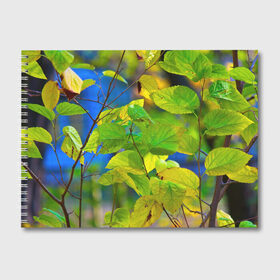 Альбом для рисования с принтом Листва в Петрозаводске, 100% бумага
 | матовая бумага, плотность 200 мг. | Тематика изображения на принте: береза | деревья | листья | осень | природа