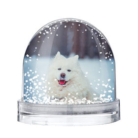 Снежный шар с принтом САМОЕД в Петрозаводске, Пластик | Изображение внутри шара печатается на глянцевой фотобумаге с двух сторон | animals | dog | winter | домашние | друг | животные | звери | зима | лайка | пес | песель | природа | пушистый | самоед | собаки | собачка | хаски