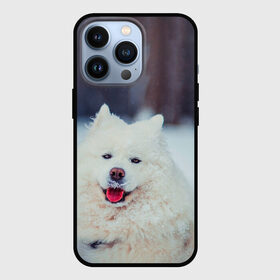 Чехол для iPhone 13 Pro с принтом САМОЕД в Петрозаводске,  |  | animals | dog | winter | домашние | друг | животные | звери | зима | лайка | пес | песель | природа | пушистый | самоед | собаки | собачка | хаски