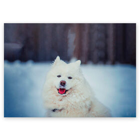Поздравительная открытка с принтом САМОЕД в Петрозаводске, 100% бумага | плотность бумаги 280 г/м2, матовая, на обратной стороне линовка и место для марки
 | animals | dog | winter | домашние | друг | животные | звери | зима | лайка | пес | песель | природа | пушистый | самоед | собаки | собачка | хаски