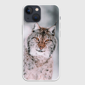 Чехол для iPhone 13 mini с принтом Рысь в Петрозаводске,  |  | cat | животные | звири | кис | киска | кот | котейка | котик | коты | котяра | кошка | кошки | природа | рысь