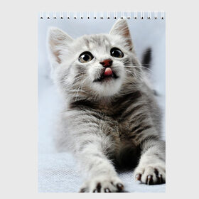 Скетчбук с принтом серый котенок в Петрозаводске, 100% бумага
 | 48 листов, плотность листов — 100 г/м2, плотность картонной обложки — 250 г/м2. Листы скреплены сверху удобной пружинной спиралью | grey kitten | kitten | котенок | милый котенок | серый котенок