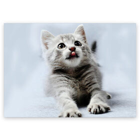 Поздравительная открытка с принтом серый котенок в Петрозаводске, 100% бумага | плотность бумаги 280 г/м2, матовая, на обратной стороне линовка и место для марки
 | grey kitten | kitten | котенок | милый котенок | серый котенок