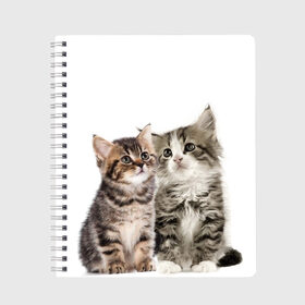 Тетрадь с принтом котята в Петрозаводске, 100% бумага | 48 листов, плотность листов — 60 г/м2, плотность картонной обложки — 250 г/м2. Листы скреплены сбоку удобной пружинной спиралью. Уголки страниц и обложки скругленные. Цвет линий — светло-серый
 | cute kittens | kittens | котята | красивые котята | милые котята