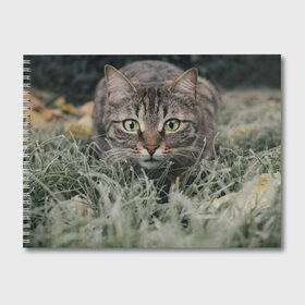 Альбом для рисования с принтом Кошка в Петрозаводске, 100% бумага
 | матовая бумага, плотность 200 мг. | Тематика изображения на принте: животное | животные | звери | зверь | киса | киска | киски | кот | котики | коты | кошка | питомец | питомцы | природа | хищник | хищники