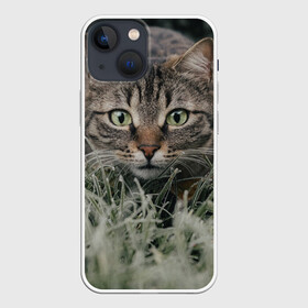 Чехол для iPhone 13 mini с принтом Кошка в Петрозаводске,  |  | животное | животные | звери | зверь | киса | киска | киски | кот | котики | коты | кошка | питомец | питомцы | природа | хищник | хищники