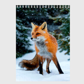 Скетчбук с принтом Лиса в зимнем лесу в Петрозаводске, 100% бумага
 | 48 листов, плотность листов — 100 г/м2, плотность картонной обложки — 250 г/м2. Листы скреплены сверху удобной пружинной спиралью | fox | foxy | в | животные | звери | зима | зимний | зимняя | лес | лиса | лисичка | лисы | природа | снег | снежная