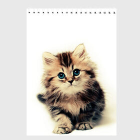 Скетчбук с принтом катёнок в Петрозаводске, 100% бумага
 | 48 листов, плотность листов — 100 г/м2, плотность картонной обложки — 250 г/м2. Листы скреплены сверху удобной пружинной спиралью | Тематика изображения на принте: cute kitten | kitten | котёнок | красивый котёнок | милый котёнок
