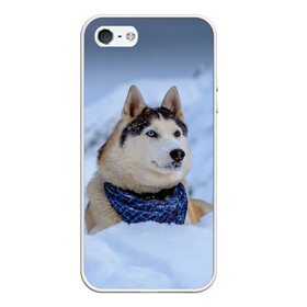 Чехол для iPhone 5/5S матовый с принтом Хаски в Петрозаводске, Силикон | Область печати: задняя сторона чехла, без боковых панелей | dog | животные | пес | природа | собака | собаки | собакчка | собачки | хаски