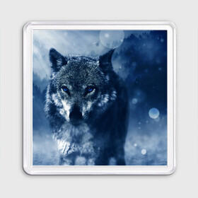 Магнит 55*55 с принтом Красивый волк в Петрозаводске, Пластик | Размер: 65*65 мм; Размер печати: 55*55 мм | wolf | ауф | волк | волчонок | зима | синеглазый волк