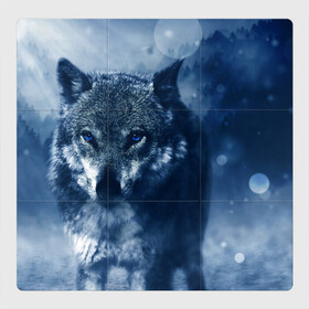 Магнитный плакат 3Х3 с принтом Красивый волк в Петрозаводске, Полимерный материал с магнитным слоем | 9 деталей размером 9*9 см | wolf | ауф | волк | волчонок | зима | синеглазый волк