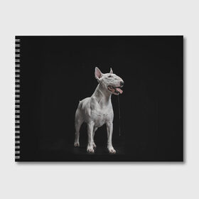 Альбом для рисования с принтом Bully в Петрозаводске, 100% бумага
 | матовая бумага, плотность 200 мг. | bull terrier | dog | ears | eyes | fangs | jaw | muzzle | paws | saliva | tongue | бультерьер | глаза | клыки | лапы | нос | пасть | слюна | собака | уши | язык