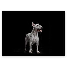 Поздравительная открытка с принтом Bully в Петрозаводске, 100% бумага | плотность бумаги 280 г/м2, матовая, на обратной стороне линовка и место для марки
 | Тематика изображения на принте: bull terrier | dog | ears | eyes | fangs | jaw | muzzle | paws | saliva | tongue | бультерьер | глаза | клыки | лапы | нос | пасть | слюна | собака | уши | язык