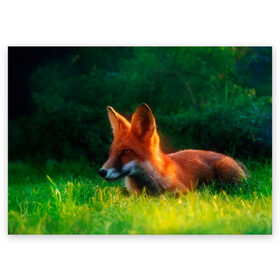 Поздравительная открытка с принтом Рыжая лиса в Петрозаводске, 100% бумага | плотность бумаги 280 г/м2, матовая, на обратной стороне линовка и место для марки
 | fox | foxy | животное | звери | лиса | лисенок | лисичка | милая | рыжая | фокс