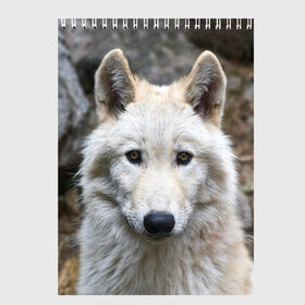 Скетчбук с принтом Волк в Петрозаводске, 100% бумага
 | 48 листов, плотность листов — 100 г/м2, плотность картонной обложки — 250 г/м2. Листы скреплены сверху удобной пружинной спиралью | animals | wolf | волк | волки | животные | звери | зверь | луна | одиночество | одиночка | пёс | собака