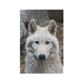 Обложка для паспорта матовая кожа с принтом Волк в Петрозаводске, натуральная матовая кожа | размер 19,3 х 13,7 см; прозрачные пластиковые крепления | Тематика изображения на принте: animals | wolf | волк | волки | животные | звери | зверь | луна | одиночество | одиночка | пёс | собака