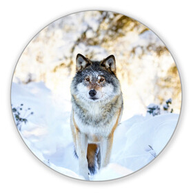 Коврик для мышки круглый с принтом Я зимой в Петрозаводске, резина и полиэстер | круглая форма, изображение наносится на всю лицевую часть | animals | wolf | волк | волки | животные | звери | зверь | луна | одиночество | одиночка | пёс | собака