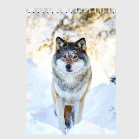 Скетчбук с принтом Я зимой в Петрозаводске, 100% бумага
 | 48 листов, плотность листов — 100 г/м2, плотность картонной обложки — 250 г/м2. Листы скреплены сверху удобной пружинной спиралью | animals | wolf | волк | волки | животные | звери | зверь | луна | одиночество | одиночка | пёс | собака