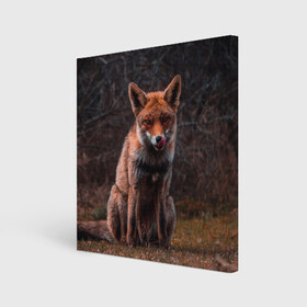 Холст квадратный с принтом Хищная лисица в Петрозаводске, 100% ПВХ |  | fox | foxy | животное | звери | лиса | лисенок | лисичка | милая | рыжая | фокс