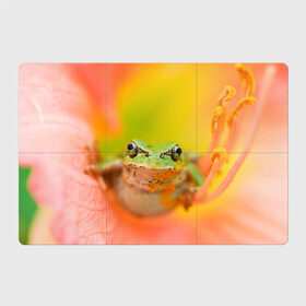 Магнитный плакат 3Х2 с принтом лягушка в цветке мило в Петрозаводске, Полимерный материал с магнитным слоем | 6 деталей размером 9*9 см | Тематика изображения на принте: жаба | жабка | земноводное | ква | квакуха | лягушенок | лягушка | макро | мило | природа | пыльца | цветок