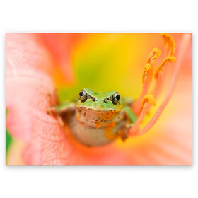 Поздравительная открытка с принтом лягушка в цветке мило в Петрозаводске, 100% бумага | плотность бумаги 280 г/м2, матовая, на обратной стороне линовка и место для марки
 | жаба | жабка | земноводное | ква | квакуха | лягушенок | лягушка | макро | мило | природа | пыльца | цветок