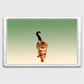 Магнит 45*70 с принтом короткошерстный кот идет в Петрозаводске, Пластик | Размер: 78*52 мм; Размер печати: 70*45 | cat | kitten | большой | градиент | зеленые глаза | идет | камышовый | короткошерстный | кот | котейка | котик | кошка | любопытный | мяу | полоски | породистый | реалистичный | рыжий | фото