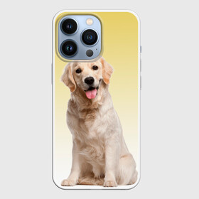 Чехол для iPhone 13 Pro с принтом Лабрадор ретривер пес в Петрозаводске,  |  | домашние любимцы | друг | животные | золотистый ретривер | лабрадор | пес | питомец | породистый | собака