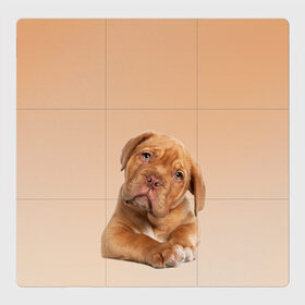 Магнитный плакат 3Х3 с принтом питбуль в Петрозаводске, Полимерный материал с магнитным слоем | 9 деталей размером 9*9 см | ветеринару | гав | животные домашние | любителю собак | млекопитающее | мопс | мультипликационный персонаж | мультяшная собака | песики | питбуль | питомцы | псы | собакены | собаки | собачки