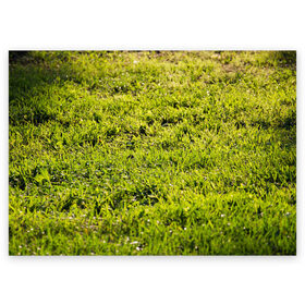 Поздравительная открытка с принтом Трава под солнцем в Петрозаводске, 100% бумага | плотность бумаги 280 г/м2, матовая, на обратной стороне линовка и место для марки
 | green day | nature | spring | summer | sun | весна | день | зелень | лес | лето | парк | поле | поляна | природа | природа россии | растения | русская природа | сад | салатовый | солнце | солнышко | сочный | текстура | тр