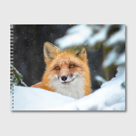 Альбом для рисования с принтом Лисичка на сугробе в Петрозаводске, 100% бумага
 | матовая бумага, плотность 200 мг. | Тематика изображения на принте: fox | foxy | животное | звери | лиса | лисенок | лисичка | милая | рыжая | фокс