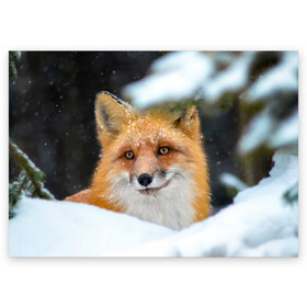 Поздравительная открытка с принтом Лисичка на сугробе в Петрозаводске, 100% бумага | плотность бумаги 280 г/м2, матовая, на обратной стороне линовка и место для марки
 | fox | foxy | животное | звери | лиса | лисенок | лисичка | милая | рыжая | фокс
