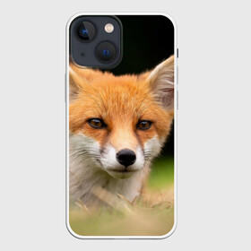 Чехол для iPhone 13 mini с принтом Мордочка лисицы в Петрозаводске,  |  | fox | foxy | животное | звери | лиса | лисенок | лисичка | милая | рыжая | фокс