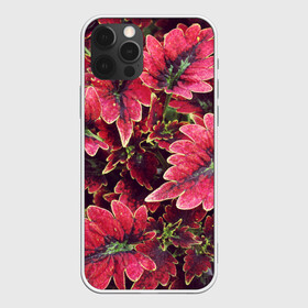 Чехол для iPhone 12 Pro Max с принтом Красные листья в Петрозаводске, Силикон |  | алый | красные листья | листопад | листья | осень | пурпурный | растение | текстуры | узор | экзотически растения