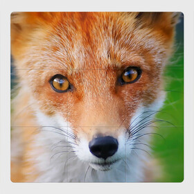 Магнитный плакат 3Х3 с принтом Крупно мордочка лисы в Петрозаводске, Полимерный материал с магнитным слоем | 9 деталей размером 9*9 см | fox | foxy | животное | звери | лиса | лисенок | лисичка | милая | рыжая | фокс