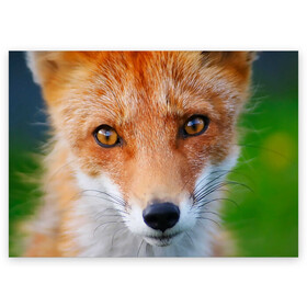Поздравительная открытка с принтом Крупно мордочка лисы в Петрозаводске, 100% бумага | плотность бумаги 280 г/м2, матовая, на обратной стороне линовка и место для марки
 | Тематика изображения на принте: fox | foxy | животное | звери | лиса | лисенок | лисичка | милая | рыжая | фокс