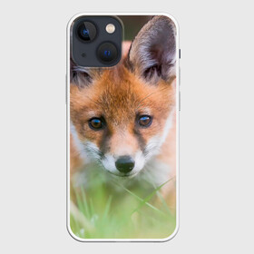 Чехол для iPhone 13 mini с принтом Лисенок в засаде в Петрозаводске,  |  | fox | foxy | животное | звери | лиса | лисенок | лисичка | милая | рыжая | фокс