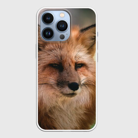 Чехол для iPhone 13 Pro с принтом Строгая лисица в Петрозаводске,  |  | fox | foxy | животное | звери | лиса | лисенок | лисичка | милая | рыжая | фокс