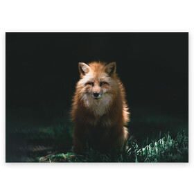 Поздравительная открытка с принтом Хитрый Лис в Петрозаводске, 100% бумага | плотность бумаги 280 г/м2, матовая, на обратной стороне линовка и место для марки
 | animals | beast | forest | fox | nature | orange | predator | red | животные | зверь | лес | лис | лиса | лисица | лисичка | природа | рыжая | рыжий | фыр | хитрый | хищник
