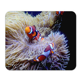 Коврик для мышки прямоугольный с принтом Клоуны в актинии в Петрозаводске, натуральный каучук | размер 230 х 185 мм; запечатка лицевой стороны | актиния | клоуны | коралловые | море | подводный мир | рыбки