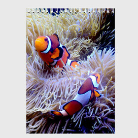 Скетчбук с принтом Клоуны в актинии в Петрозаводске, 100% бумага
 | 48 листов, плотность листов — 100 г/м2, плотность картонной обложки — 250 г/м2. Листы скреплены сверху удобной пружинной спиралью | Тематика изображения на принте: актиния | клоуны | коралловые | море | подводный мир | рыбки