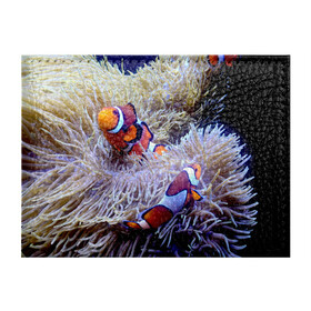 Обложка для студенческого билета с принтом Клоуны в актинии в Петрозаводске, натуральная кожа | Размер: 11*8 см; Печать на всей внешней стороне | актиния | клоуны | коралловые | море | подводный мир | рыбки