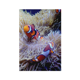 Обложка для паспорта матовая кожа с принтом Клоуны в актинии в Петрозаводске, натуральная матовая кожа | размер 19,3 х 13,7 см; прозрачные пластиковые крепления | актиния | клоуны | коралловые | море | подводный мир | рыбки