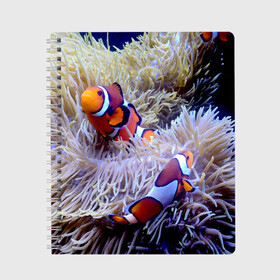 Тетрадь с принтом Клоуны в актинии в Петрозаводске, 100% бумага | 48 листов, плотность листов — 60 г/м2, плотность картонной обложки — 250 г/м2. Листы скреплены сбоку удобной пружинной спиралью. Уголки страниц и обложки скругленные. Цвет линий — светло-серый
 | Тематика изображения на принте: актиния | клоуны | коралловые | море | подводный мир | рыбки
