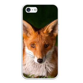 Чехол для iPhone 5/5S матовый с принтом Лисица в Петрозаводске, Силикон | Область печати: задняя сторона чехла, без боковых панелей | Тематика изображения на принте: fox | foxy | животное | звери | лиса | лисенок | лисичка | милая | рыжая | фокс