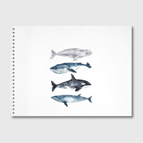 Альбом для рисования с принтом киты в Петрозаводске, 100% бумага
 | матовая бумага, плотность 200 мг. | Тематика изображения на принте: ocean | orca | sea | sea animal | whale | белуха | дельфин | касатка | кит | море | океан | рисунок кита | синий кит