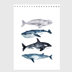 Скетчбук с принтом киты в Петрозаводске, 100% бумага
 | 48 листов, плотность листов — 100 г/м2, плотность картонной обложки — 250 г/м2. Листы скреплены сверху удобной пружинной спиралью | Тематика изображения на принте: ocean | orca | sea | sea animal | whale | белуха | дельфин | касатка | кит | море | океан | рисунок кита | синий кит