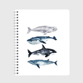 Тетрадь с принтом киты в Петрозаводске, 100% бумага | 48 листов, плотность листов — 60 г/м2, плотность картонной обложки — 250 г/м2. Листы скреплены сбоку удобной пружинной спиралью. Уголки страниц и обложки скругленные. Цвет линий — светло-серый
 | ocean | orca | sea | sea animal | whale | белуха | дельфин | касатка | кит | море | океан | рисунок кита | синий кит