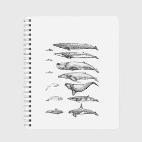 Тетрадь с принтом киты графика в Петрозаводске, 100% бумага | 48 листов, плотность листов — 60 г/м2, плотность картонной обложки — 250 г/м2. Листы скреплены сбоку удобной пружинной спиралью. Уголки страниц и обложки скругленные. Цвет линий — светло-серый
 | ocean | orca | sea | sea animal | whale | графика | дельфин | касатка | кит | море | океан | плакат | рисунок кита