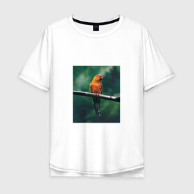 Мужская футболка хлопок Oversize с принтом Попугай сидит на ветке в Петрозаводске, 100% хлопок | свободный крой, круглый ворот, “спинка” длиннее передней части | животные | звери | иллюстрации | попугай | популярные | прикольные | птица | сидит